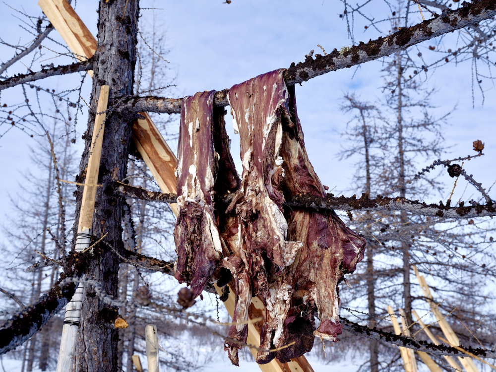 Drying,Deer,Meat,On,A,Tree.,Ethnography